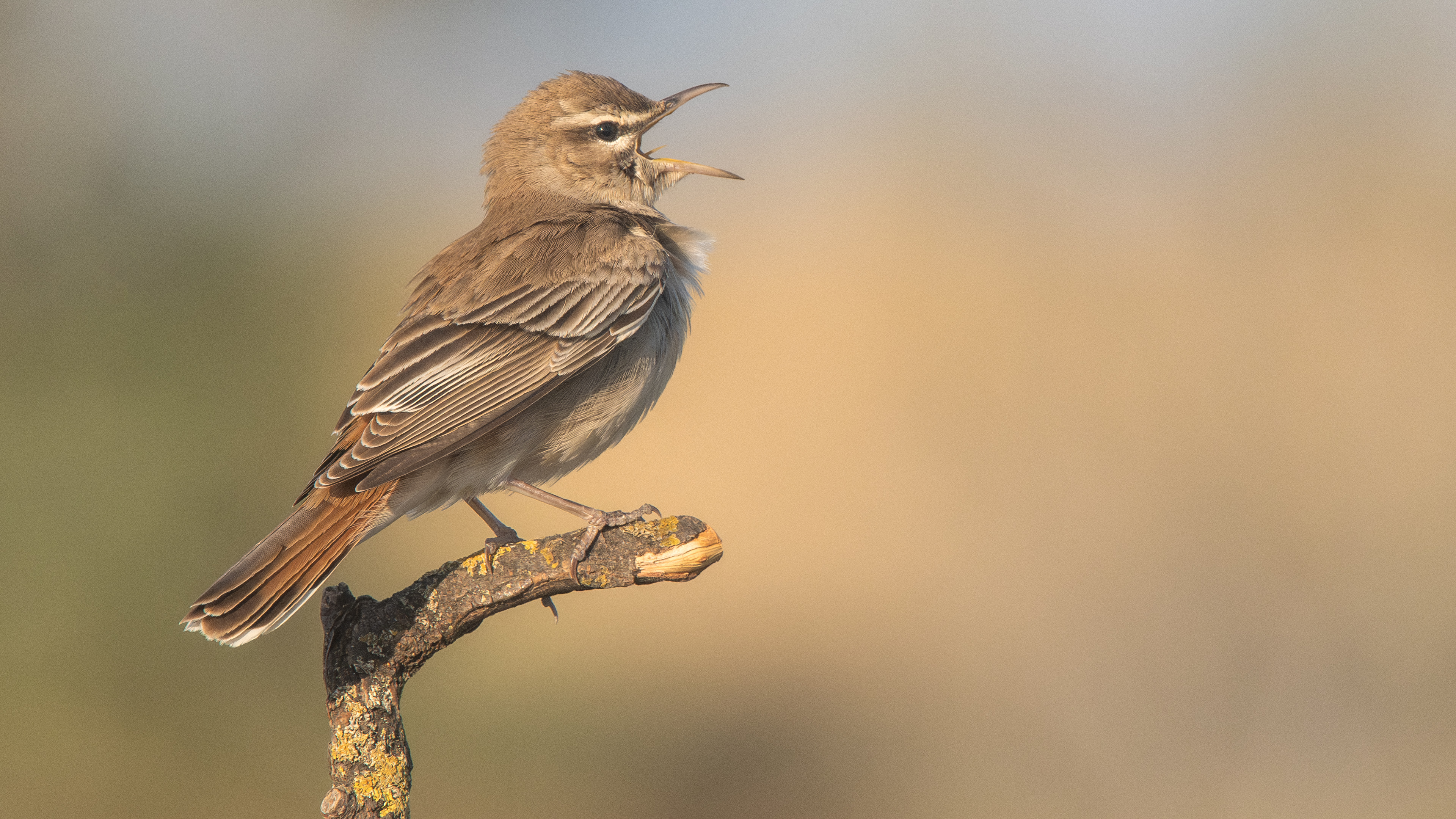Rufous-tailed Scrub-Robin